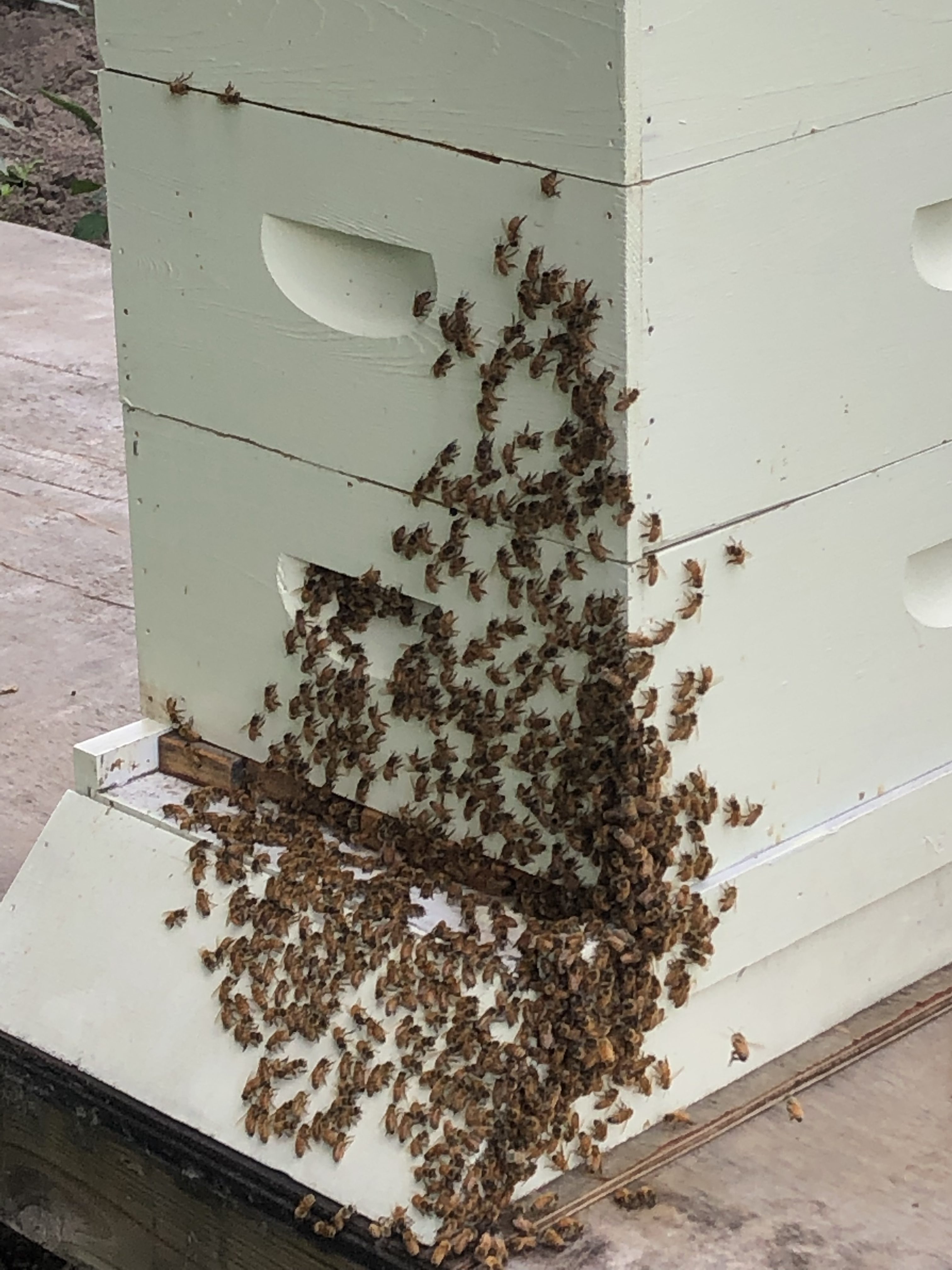 2019 Honeybee Installation